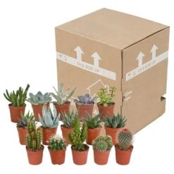 Cactus Et Succulentes, Box De 15 Plantes - H8cm, ø5,5cm - Plantes D'intérieur -AONA Gardena Magasin 02478b3ba3355e15