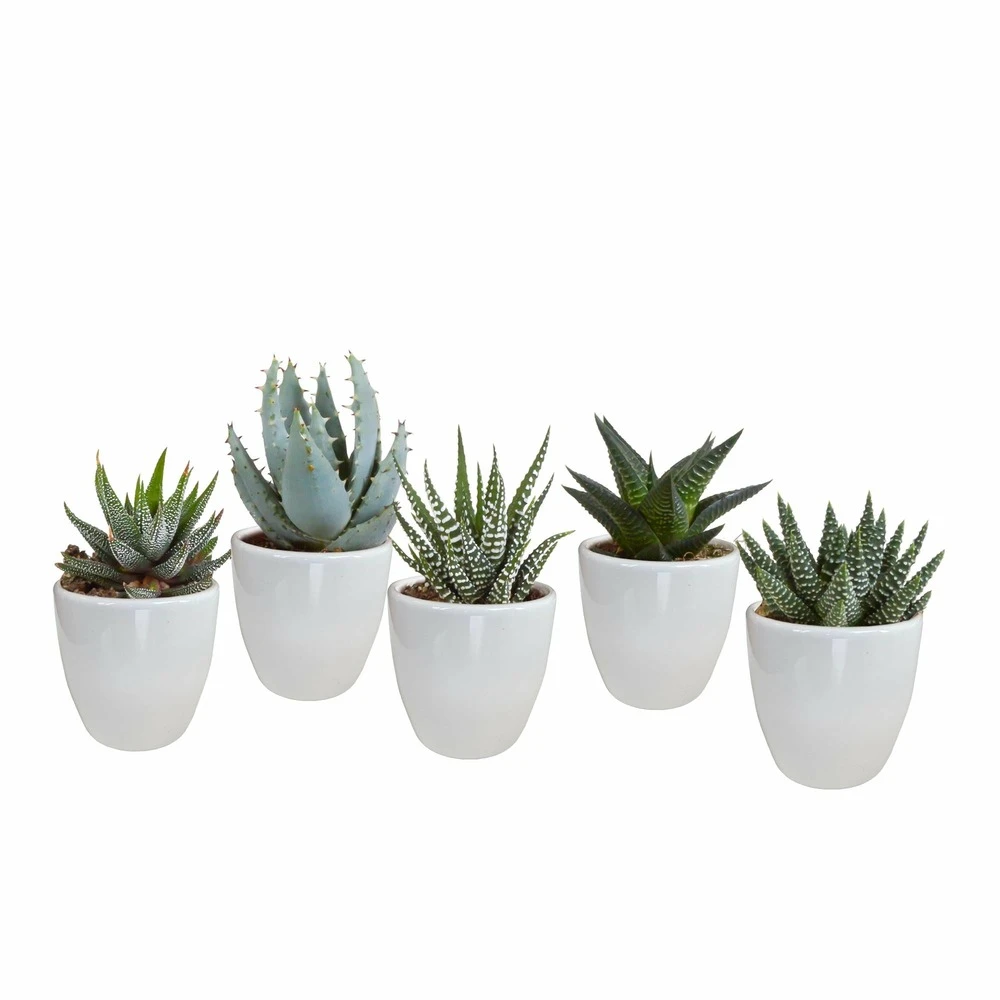Gasteria, Haworthia Et Leurs Caches-pots Blancs, Box De 5 Plantes - H8cm, ø6cm - Plantes D'intérieur 1 Gasteria, Haworthia Et Leurs Caches-pots Blancs, Box De 5 Plantes - H8cm, ø6cm - Plantes D'intérieur