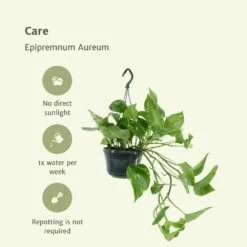 Epipremnum Aureum Scindapsus X2 - H25cm, ø15cm - Plante D'intérieur -AONA Gardena Magasin 02e9e418984afe54