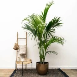 Palmier Kentia Xxxl - H230cm - Très Grande Plante D'intérieur -AONA Gardena Magasin 04a7973c82c76aae