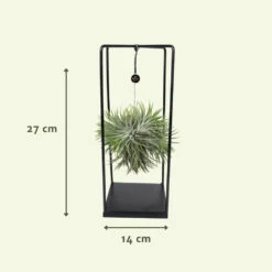 Tillandsia Et Son Support En Cube - H35cm, ø20cm - Plante D'intérieur Tombante 8 Tillandsia Et Son Support En Cube - H35cm, ø20cm - Plante D'intérieur Tombante -AONA Gardena Magasin 07dcd3d6b0c49e5f