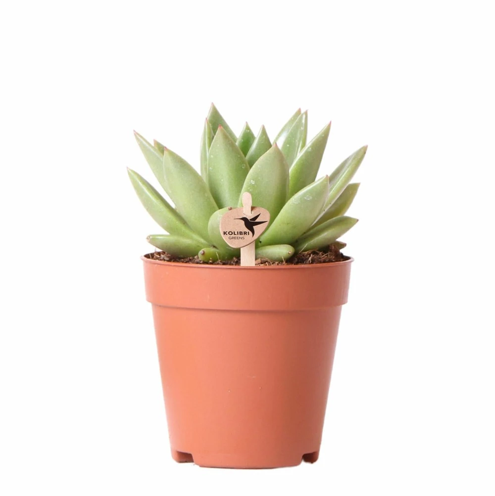 Echeveria Miranda - H13cm, ø9cm - Plante D'intérieur 1 Echeveria Miranda - H13cm, ø9cm - Plante D'intérieur