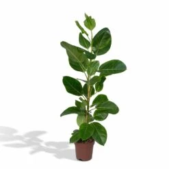 Ficus Altissima - H85cm, ø21cm - Grande Plante D'intérieur