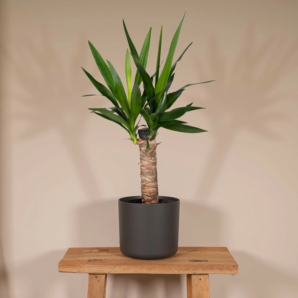Yucca - H40cm, ø14cm - Plante D'intérieur 2 Yucca - H40cm, ø14cm - Plante D'intérieur – Image 2