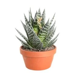 Cactus Et Succulente Mix : Pot D.17cm - H.20cm -AONA Gardena Magasin 1024299 006