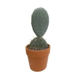 Cactus : H40cm Pot Terre Cuite D20 Cm -AONA Gardena Magasin 1043860 002