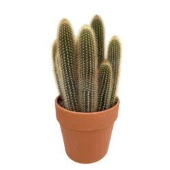 Cactus : H40cm Pot Terre Cuite D20 Cm -AONA Gardena Magasin 1043860 004