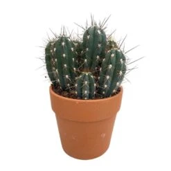 Cactus : H40cm Pot Terre Cuite D20 Cm -AONA Gardena Magasin 1043860 005