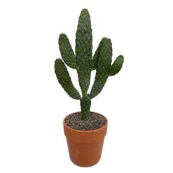 Cactus : H40cm Pot Terre Cuite D20 Cm -AONA Gardena Magasin 1043860 006