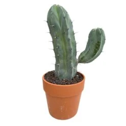 Cactus : H40cm Pot Terre Cuite D20 Cm -AONA Gardena Magasin 1043860 007