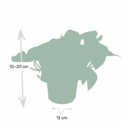 Epipremnum Happy Leaf Scindapsus - H15cm, ø12cm - Plante D'intérieur Tombante -AONA Gardena Magasin 1046f5608f3c7eca