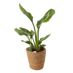 Mix Plantes Vertes, Variétés Variables : Vannerie D12cm -AONA Gardena Magasin 1066833 2124786