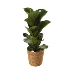 Mix Plantes Vertes, Variétés Variables : Vannerie D12cm -AONA Gardena Magasin 1066833 2124789