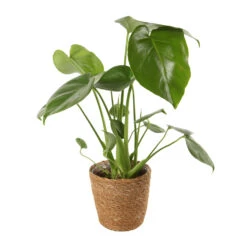 Mix Plantes Vertes, Variétés Variables : Vannerie D12cm -AONA Gardena Magasin 1066833 2124792