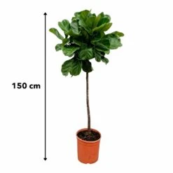 Ficus Lyrata Xl - H150cm, ø30cm - Très Grande Plante D'intérieur -AONA Gardena Magasin 147808e77ddb7acd