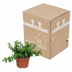 Portulacaria Afra - H25cm, ø10,5cm - Plante D'intérieur -AONA Gardena Magasin 14989b04955025a5