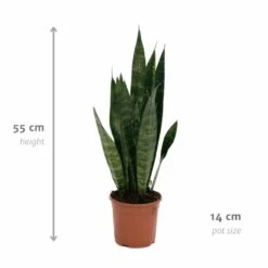 Sansevieria Zeylanica - H55cm, ø14cm - Plante D'intérieur Sans Entretien -AONA Gardena Magasin 14b7b0a41e32bd54
