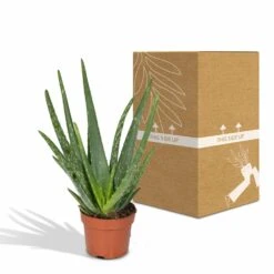 Aloe Vera - H30cm, ø12cm - Plante D'intérieur Succulente -AONA Gardena Magasin 16c113bef3fab416