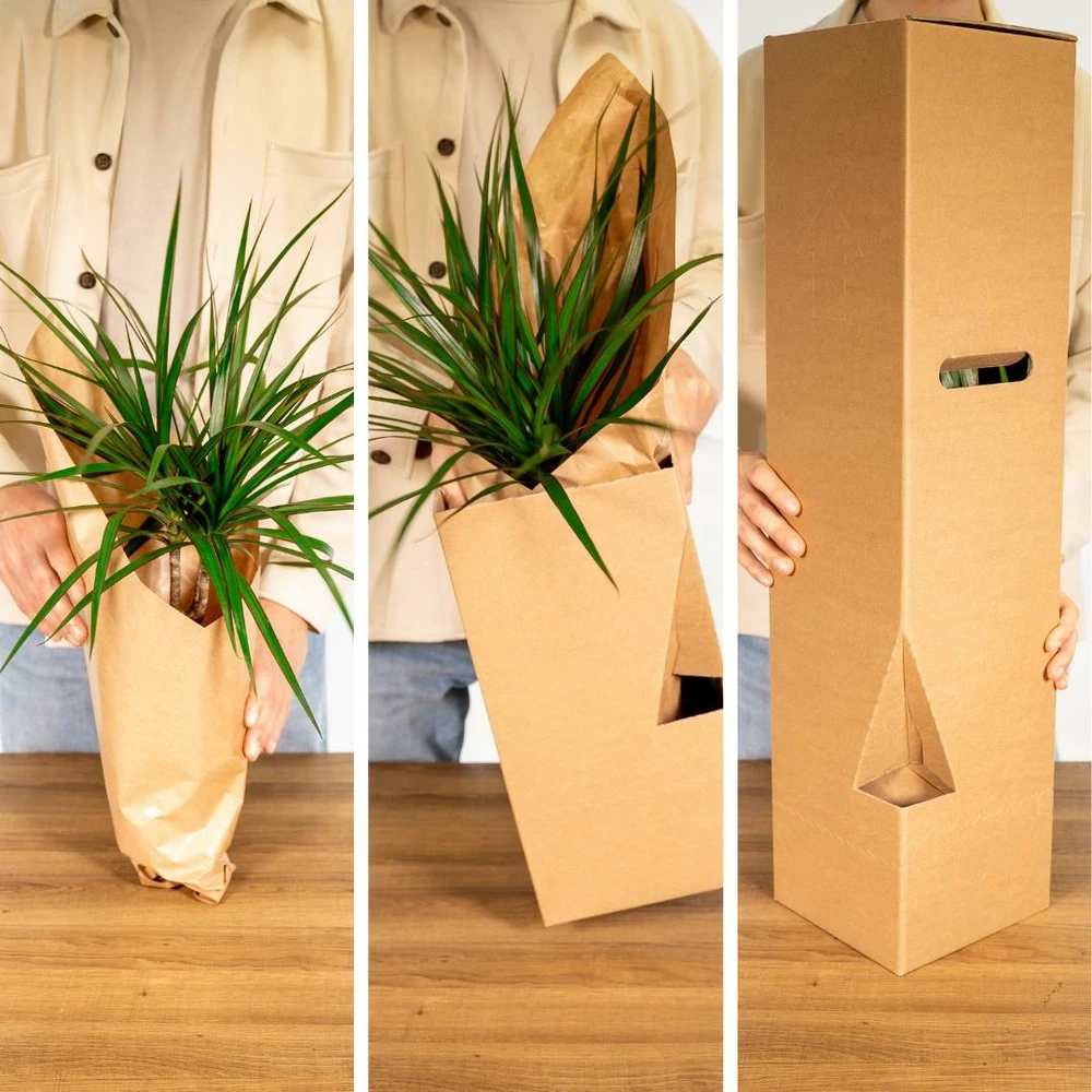 Tillandsia Et Son Support En Cube - H35cm, ø20cm - Plante D'intérieur Tombante 5 Tillandsia Et Son Support En Cube - H35cm, ø20cm - Plante D'intérieur Tombante – Image 5