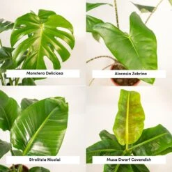Alocasia Zebrina, Monstera Deliciosa, Bananier Musa, Strelitzia Nicolai - Grandes Plantes D'intérieur -AONA Gardena Magasin 1d9891b5fc13f9ec