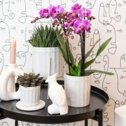 Haworthia - H11cm, ø6cm - Plante D'intérieur -AONA Gardena Magasin 1dcd91ab4fa67002