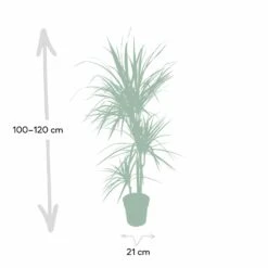 Dracaena Marginata - H115cm, ø21cm - Très Grande Plante D'intérieur -AONA Gardena Magasin 205c4d19ff1b1ad5