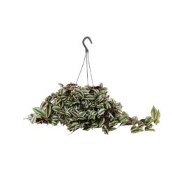 Tradescantia : Suspension Diamètre 18 Cm - Variétés Variables 6 Tradescantia : Suspension Diamètre 18 Cm - Variétés Variables -AONA Gardena Magasin 21071 004