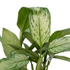 Aglaonema Christina - H30cm, ø12cm - Plante D'intérieur -AONA Gardena Magasin 226315f1022fb16f