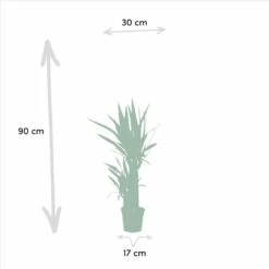 Yucca X2 - H90cm, ø17cm - Grandes Plantes D'intérieur 8 Yucca X2 - H90cm, ø17cm - Grandes Plantes D'intérieur -AONA Gardena Magasin 23abb00bcae0af1c