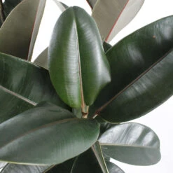 Caoutchouc : 3 Pieds Pot -AONA Gardena Magasin 28705 002