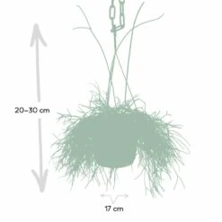 Rhipsalis Baccifera - H30cm, ø12cm - Plante D'intérieur Tombante -AONA Gardena Magasin 293e650cb9f7254e