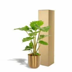 L'alocasia Portodora Et Son Cache-pot Doré - H80cm, ø21cm - Grande Plante D'intérieur -AONA Gardena Magasin 2c7a5efbb044a121