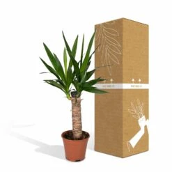 Yucca - H40cm, ø14cm - Plante D'intérieur 9 Yucca - H40cm, ø14cm - Plante D'intérieur -AONA Gardena Magasin 3432fe20eae17f67