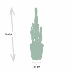 Euphorbia Acrurensis - H80cm, ø24cm - Grande Plante D'intérieur -AONA Gardena Magasin 374eeba9c2f25f69