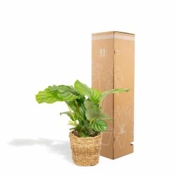 Calathea Orbifolia Et Son Panier Naturel - H40cm, ø14 Cm - Plante D'intérieur 8 Calathea Orbifolia Et Son Panier Naturel - H40cm, ø14 Cm - Plante D'intérieur -AONA Gardena Magasin 3804fcc636f2001e