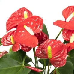 Anthurium Rouge - H55cm, ø17cm - Plante D'intérieur -AONA Gardena Magasin 38b54ea20ca73bf4