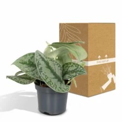 Pothos Scindapsus Pictus Epipremnum - H15cm, ø12cm - Plante D'intérieur Tombante -AONA Gardena Magasin 38bd88a072b8a259