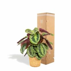 Calathea Médaillon Et Son Panier Naturel - H65cm, ø19cm - Plante D'intérieur -AONA Gardena Magasin 39375a6afe5bd28e