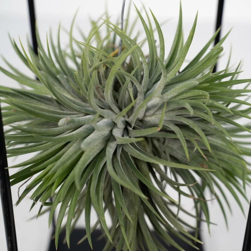 Tillandsia Et Son Support En Cube - H35cm, ø20cm - Plante D'intérieur Tombante 3 Tillandsia Et Son Support En Cube - H35cm, ø20cm - Plante D'intérieur Tombante – Image 3