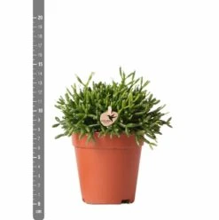 Rhipsalis Baccifera - H15cm, ø9cm - Plante D'intérieur -AONA Gardena Magasin 3e1dfaec75687e9f