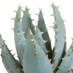 Gasteria, Haworthia Et Leurs Caches-pots, Box De 5 Plantes - H11cm, ø6,5cm - Plantes D'intérieur -AONA Gardena Magasin 442d1c683b3d163f