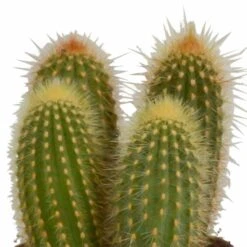 Cactus, Box De 3 Plantes - H15cm, ø10,5cm - Plantes D'intérieur -AONA Gardena Magasin 446043fb59ca02cc