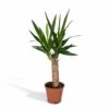 Yucca - H40cm, ø14cm - Plante D'intérieur