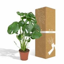 Monstera Deliciosa - H55cm, ø17cm - Plante D'intérieur -AONA Gardena Magasin 4599ee42bbec50b0