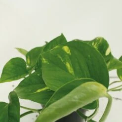 Epipremnum Aureum Scindapsus X2 - H25cm, ø15cm - Plante D'intérieur -AONA Gardena Magasin 461f129a2cd4c0d8