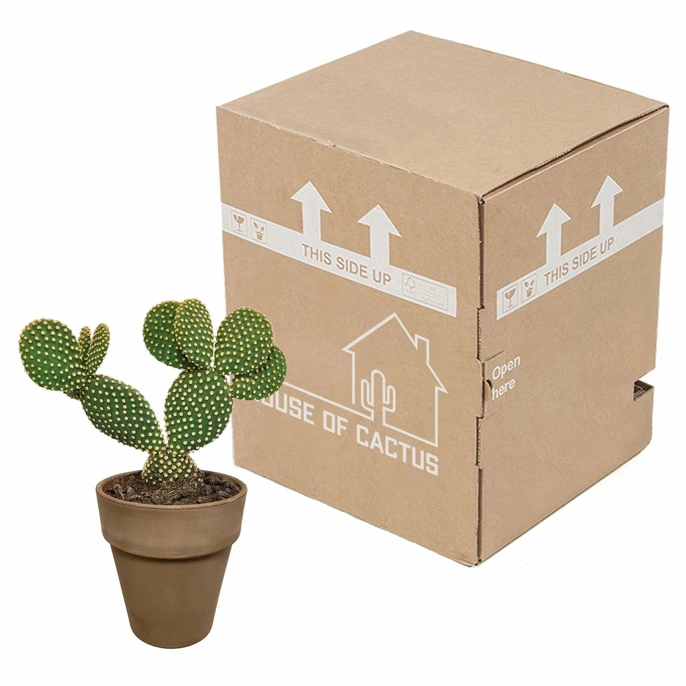Opuntia Microdasys Et Son Cache-pot Marron - H40cm, ø17cm - Plante D'intérieur 3 Opuntia Microdasys Et Son Cache-pot Marron - H40cm, ø17cm - Plante D'intérieur – Image 3
