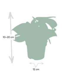 Pothos Scindapsus Pictus Epipremnum - H15cm, ø12cm - Plante D'intérieur Tombante -AONA Gardena Magasin 4ac80b88f941ba75