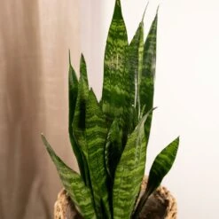 Sansevieria Zeylanica - H55cm, ø14cm - Plante D'intérieur Sans Entretien -AONA Gardena Magasin 4b22abfedd7b3d72