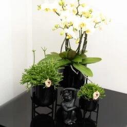 Rhipsalis Baccifera - H10cm, ø6cm - Plante D'intérieur -AONA Gardena Magasin 4b83bd2ab48d9579