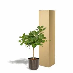 Ficus Benghalensis Et Son Cache-pot Noir - H90cm, ø21cm - Grande Plante D'intérieur -AONA Gardena Magasin 4eb4833498f77221